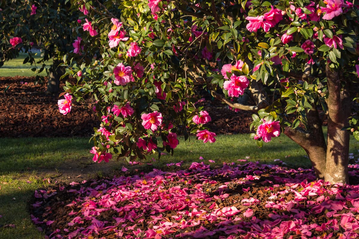 Ruta das Camelias